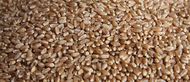 Acquiring a network of grain handling facilities is an ambitious and costly strategy of the CWB that could require tens, if not hundreds of millions of dollars worth of investment capital.