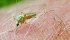 A man in his 60s has been hospitalized in Saskatchewan’s Five Hills health district, one of seven suspected cases of West Nile Virus in the province. | file photo