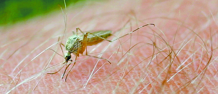A man in his 60s has been hospitalized in Saskatchewan’s Five Hills health district, one of seven suspected cases of West Nile Virus in the province.  |  file photo