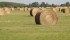 Crop experts have warned that the confirmation of contamination threatens U.S. sales of alfalfa feedstock to many Asian countries who reject GMOs. | file photo