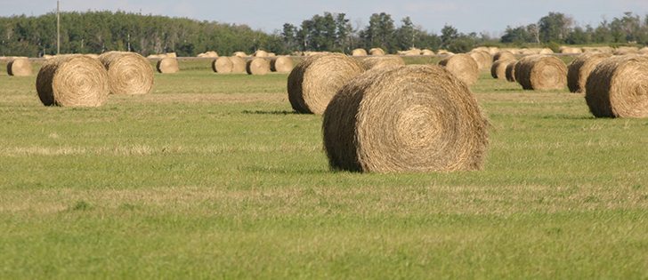 Crop experts have warned that the confirmation of contamination threatens U.S. sales of alfalfa feedstock to many Asian countries who reject GMOs. | file photo