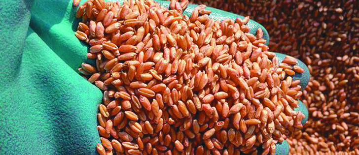 If treated seed is found in a grain shipment at a terminal elevator, the shipment can be held until the Canadian Grain Commission completes a chemical analysis. Shipment delays add additional costs to grain handlers and can result in grain being destroyed.  |  File photo