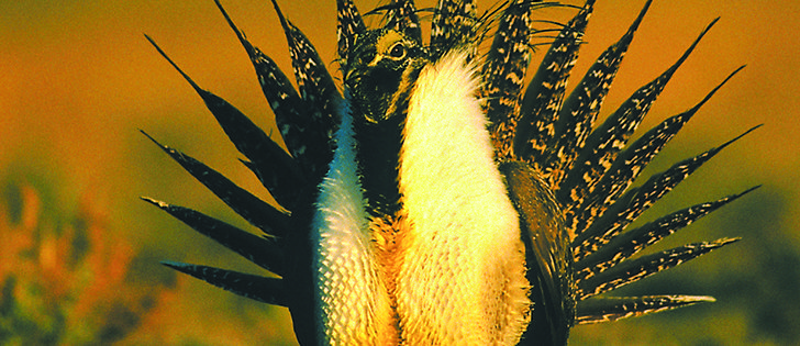 Governments and agencies are providing $1 million in funding for protection projects for the sage grouse and other endangered species.  |  file photo