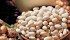 Researchers and marketers are divided over whether research should begin on genetically modified varieties of pulses | File photo