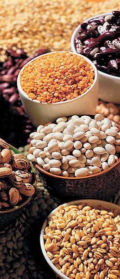 Researchers and marketers are divided over whether research should begin on genetically modified varieties of pulses | File photo