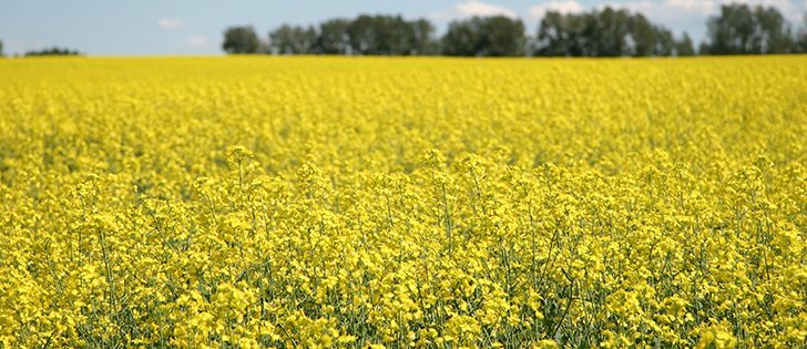 The last two years have radically up-ended the traditional relationships between canola and soybeans and soy oil and canola oil | file photo