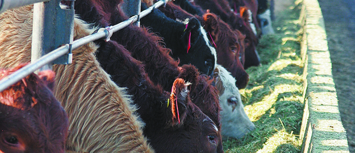 Merck, the makers of Zilmax, removed the product from the market in August after Tyson Foods Inc. said it would stop buying Zilmax-fed cattle in September | File photo
