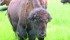 Prairie bison such as these may soon be on their way to a farm in Newfoundland.