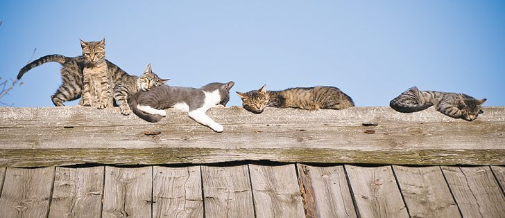 A vasectomy-hysterectomy option may help reduce the number of free-roaming and feral cats that cause health issues and reduce bird numbers. |  File photo