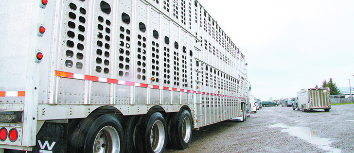 Canadian livestock could face a bumpier ride to the United States now that a court injunction has been denied. A coalition of livestock and meat groups plans to appeal.  |  file photo
