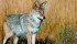 Coyotes are responsible for 75 percent of predator damage claims submitted in Manitoba. | file photos