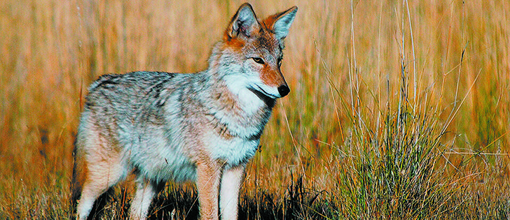 Coyotes are responsible for 75 percent of predator damage claims submitted in Manitoba.  |  file photos