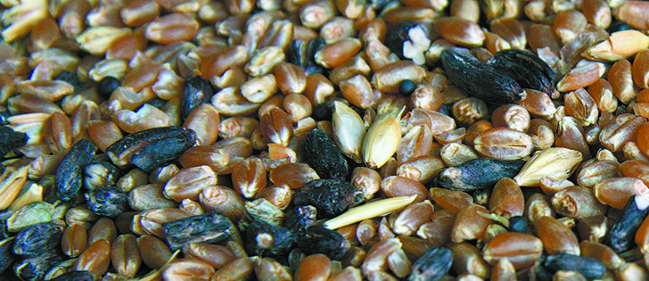Ergot, which reduces grade and can make feed toxic, can be cleaned with a gravity table or a colour sorter.  |  Mary MacArthur photo