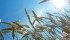 Ukraine is now expected to lose only 1.2 million acres of winter grain, down sharply from the previous estimate of 3.7 million acres. | File photo