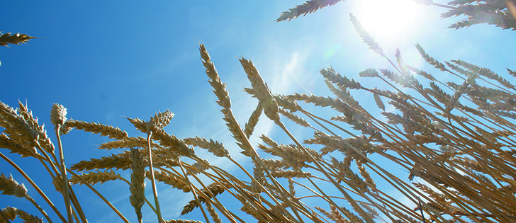 Ukraine is now expected to lose only 1.2 million acres of winter grain, down sharply from the previous estimate of 3.7 million acres.  |  File photo