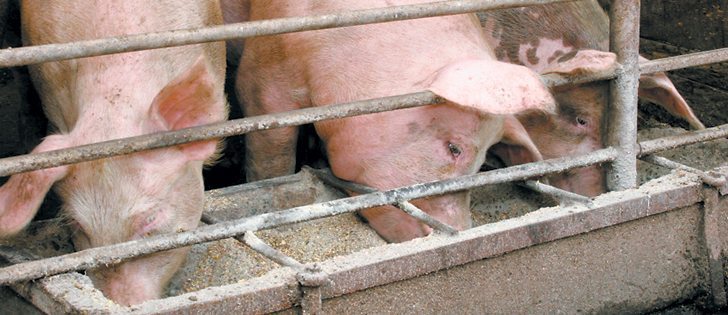The USDA expects the number of market hogs to rise. Prices and hog farmer profitability will likely slump.  |  file photo