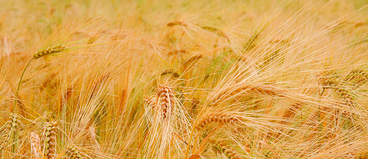 Statistics Canada estimated this fall’s Canadian barley production to increase 18.1 percent from 2012 to 9.2 million tonnes. | file photo