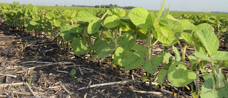 Climate change will cause the the grain industry in the Prairies to change dramatically: Weather experts. |  Robert Arnason photo.