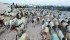 Cattle traders wait for customers at a livestock market in Mogadishu, Somalia, Oct. 15. Vaccination research further south in sub-Saharan regions could have wide reaching effects in reducing common livestock diseases throughout Africa. | Reuters/Ismail Taxta Photo