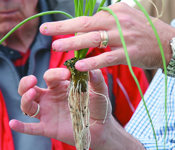 Younger plants grow beside mature mixed greens in the Lethbridge College aquaponics greenhouse.  |  Barb Glen photo