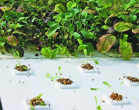 Fish-greenhouse system proving efficient, effective
