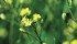 Camelina sativa is an ancient oilseed crop of the Brassicaceae family. It is native to northern Europe and central Asia. In addition to industrial uses, camelina oil can be used as a cooking oil, in salad dressings, and in spreads and margarines. | File photo