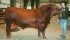 A half interest in this two-year-old bull named Red Glesbar Capone 28Y sold for $10,000 at Red Roundup, held in Red Deer Oct. 18-20. Consigner Glen Glessman is showing the bull. | Barbara Duckworth Photo