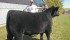 This steer, owned by Riley Chalack and Royden Anderson, was disqualified from competition at this year’s Calgary Stampede. | Mary MacArthur photo