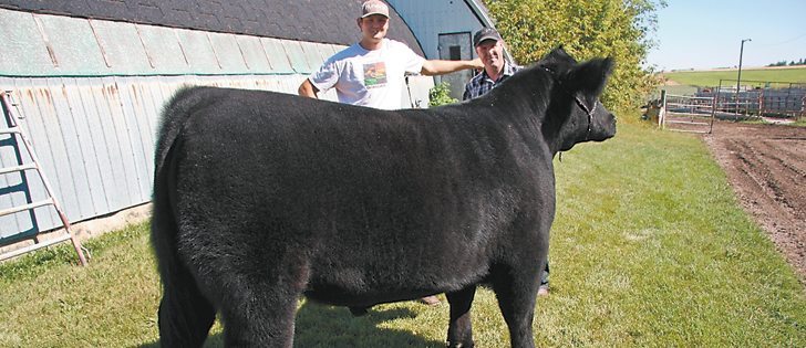 This steer, owned by Riley Chalack and Royden Anderson, was disqualified from competition at this year’s Calgary Stampede.  |  Mary MacArthur photo
