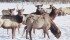 Farmers near the Suffield military base in southern Alberta say the only way to control the surging elk population is to create and enforce a strict herd reduction strategy. | file photo