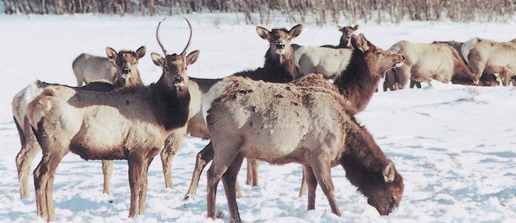Farmers near the Suffield military base in southern Alberta say the only way to control the surging elk population is to create and enforce a strict herd reduction strategy.  |  file photo