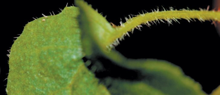 Hairs on the stems and leaves of canola plants can significantly reduce pesticide use for this crop in Western Canada.  |  Agriculture Canada photo