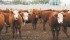 High fed cattle prices and lower feed costs are improving feedlot margins. However, Canadian fed cattle prices trail American markets because country-of-origin-labelling is restricting access to U.S. packers. | File photo