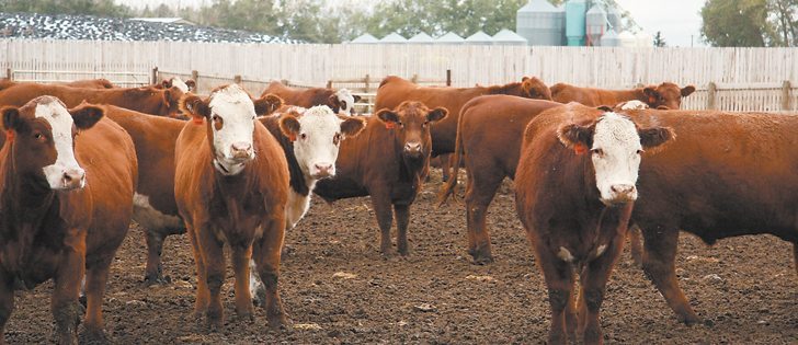 High fed cattle prices and lower feed costs are improving feedlot margins. However, Canadian fed cattle prices trail American markets because country-of-origin-labelling is restricting access to U.S. packers.  |  File photo