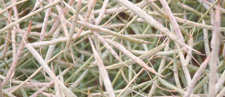 The Australian canola crop in southern New South Wales and northern Victoria was hit with a killing frost before harvest. Those two states grow about 39 percent of the country’s canola.  |  Canola Council of Canada photo