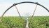 Organic yields are about 30 percent less than conventional agriculture, thereby producing less food for distribution to those in need, says the author. | File photo