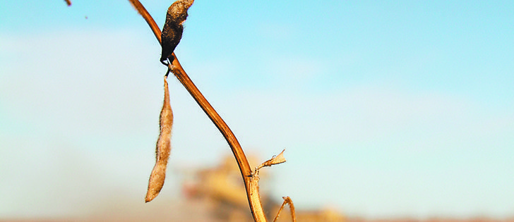 The average yield for soybeans harvested in Saskatchewan in 2013 is likely to be 27 to 28 bushels per acre.  |  File photo