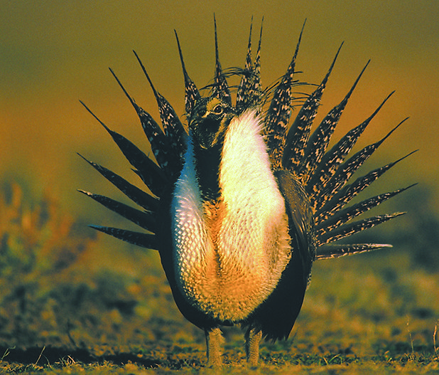 In Alberta, sage grouse have been reduced to a small number of birds in the southeastern corner of the province.  |  File photo
