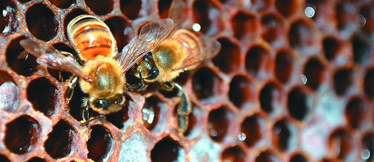 Researchers believe that neonicotinoid use can compromise the immune systems of bees.  |  File photo