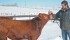 Jeremiah Barnert, co-owner of Pin to Point Gelbvieh near Okotoks, Alta., shows one of his futurity bulls that will be on display at a special breed event at the end of November. | Barbara Duckworth Photo
