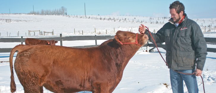 Jeremiah Barnert, co-owner of Pin to Point Gelbvieh near Okotoks, Alta., shows one of his futurity bulls that will be on display at a special breed event at the end of November.  |  Barbara Duckworth Photo