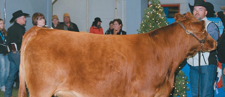 Del Fladeland of Gladmar, Sask., displays his Gelbvieh female, a bred heifer that was the people’s choice selection at the breed’s Sweetheart event. The young female sold for $4,250 to Thackeray Gelbvieh of Weyburn, Sask.  |  Barbara Duckworth photo