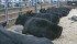 Cattle from Justamere Ranches Inc. rest after nearly a week of competitions at the 43rd edition of Canadian Western Agribition. | Robin Booker photo
