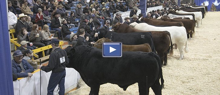 This is the 15th year the Beef Supreme Challenge has been held at Agribition, where winners of the major beef shows from across Canada are eligible to show. This year there were bulls and females from twelve different breeds represented, which made up the approximately 100 head of cattle that competed.  |  Robin Booker photo