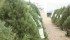 Many trees sold on the Prairies were grown in British Columbia, Washington, Idaho and Oregon. | file photo