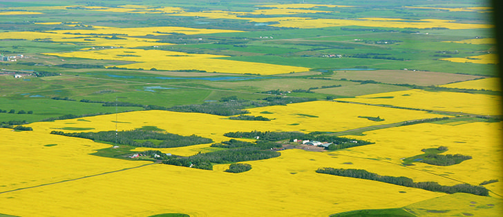 Canadian farmers posted record production and yield results across almost all crops this year, according to Statistics Canada. Ideal weather in Western Canada allowed modern crop genetics to shine. | Mary MacArthur photo
