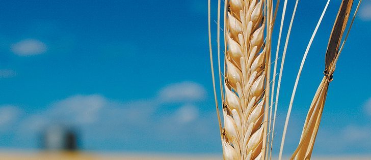 Malting barley quality may be the best ever.  |  File photo
