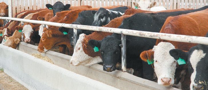 Analyst says a supply shortage could send slaughter cow prices to record highs, causing some plants  to close.  |  File photo