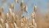 Analysts are expecting oat prices to remain steady because of small stocks. | file photo
