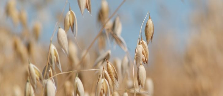 Analysts are expecting oat prices to remain steady because of small stocks.  |  file photo